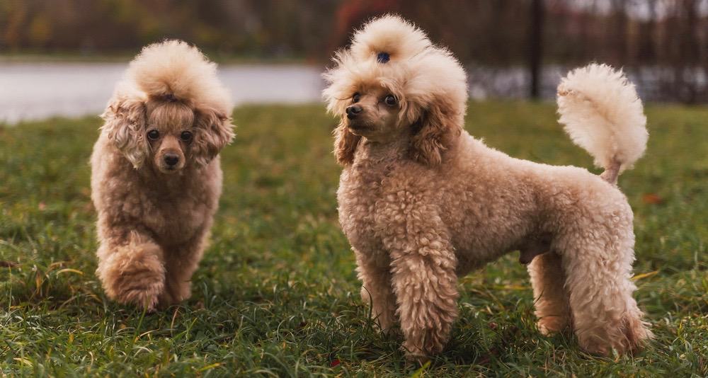 Poodle Shedding Frequency