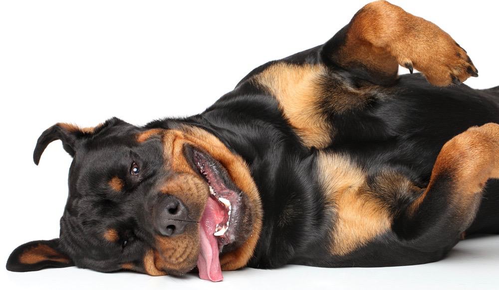 Rottweiler Grooming