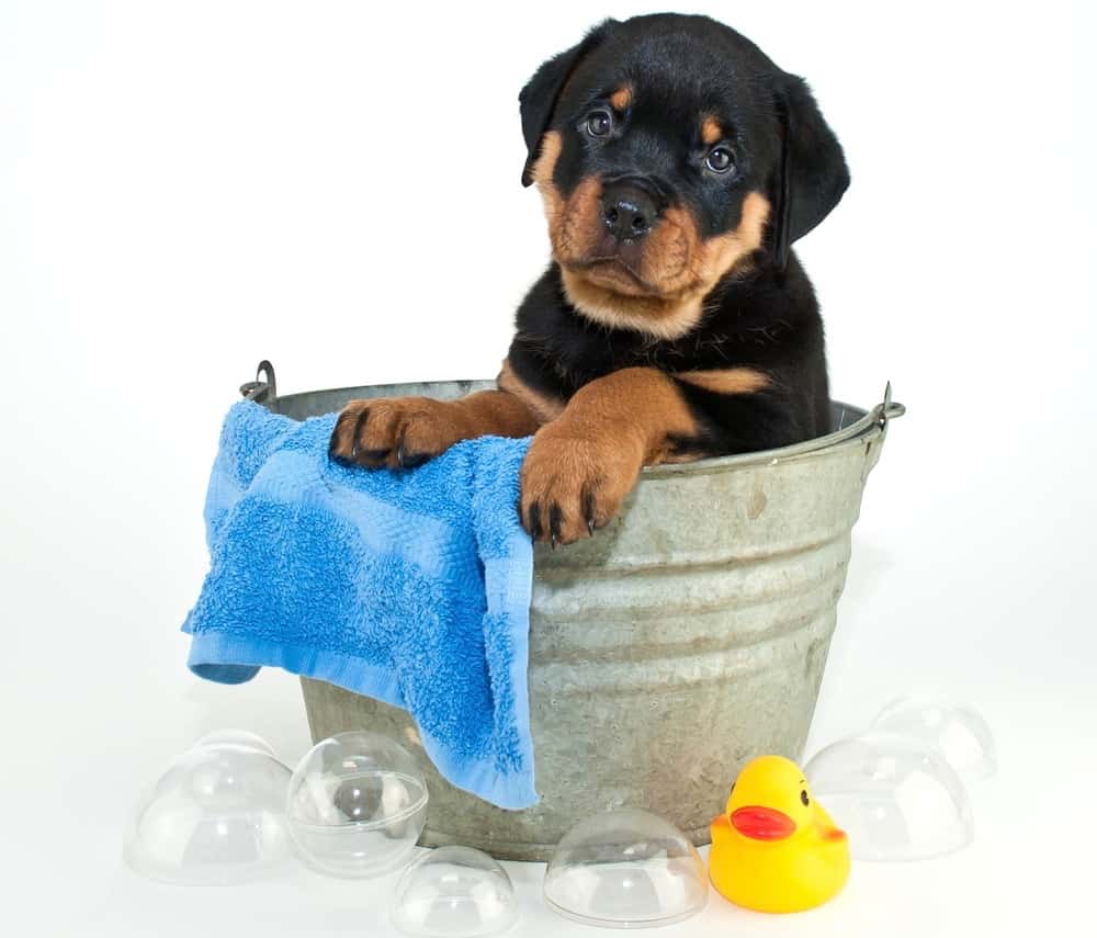 Rottweiler Puppy Shedding