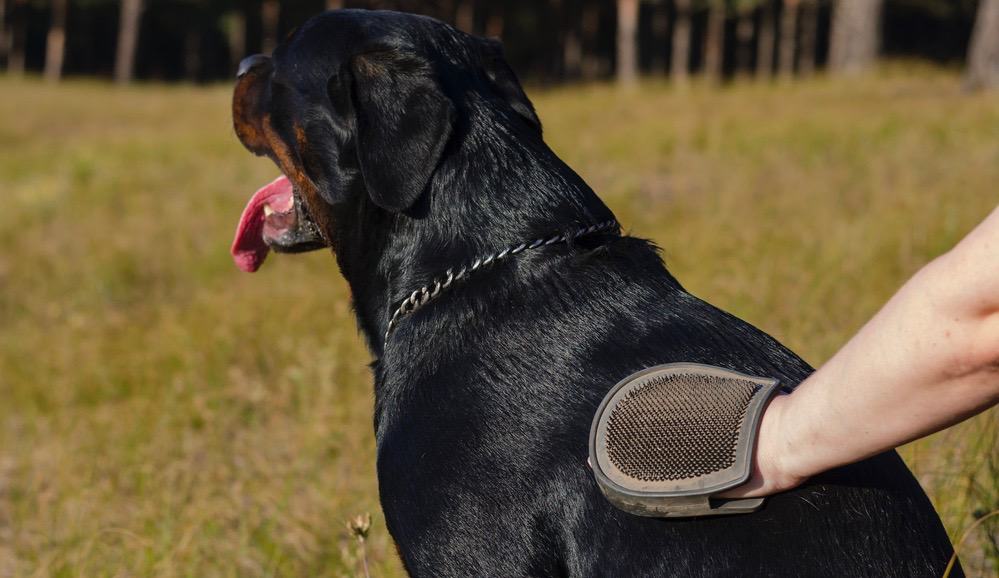 Rottweiler Shedding