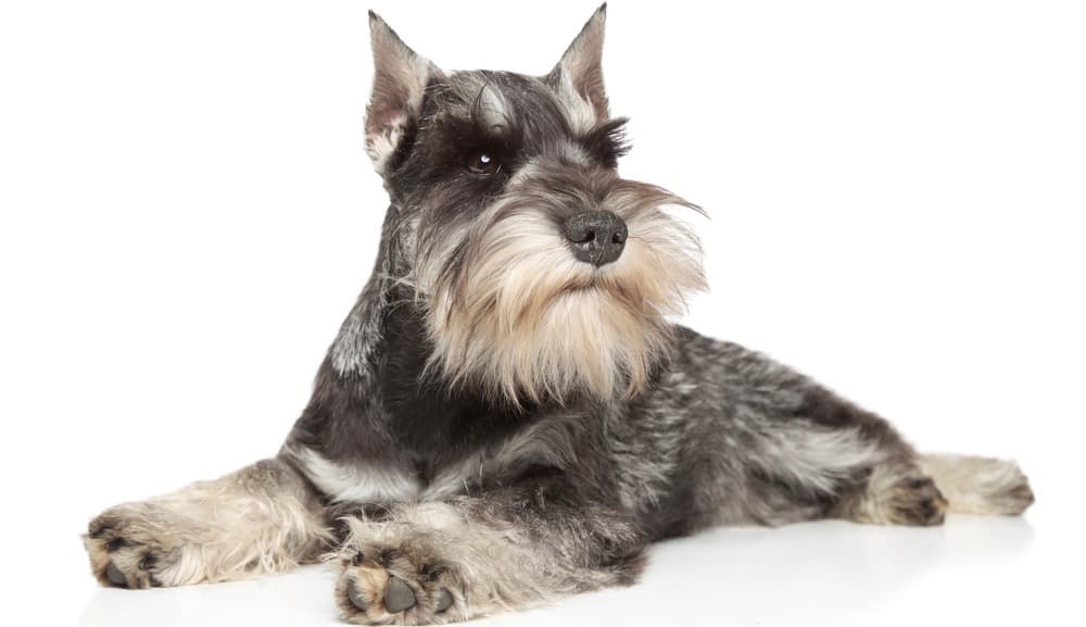 Schnauzer Ears