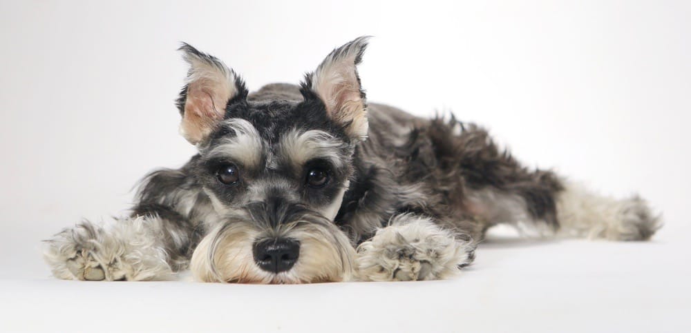 Schnauzer Ear Cropping Puppy