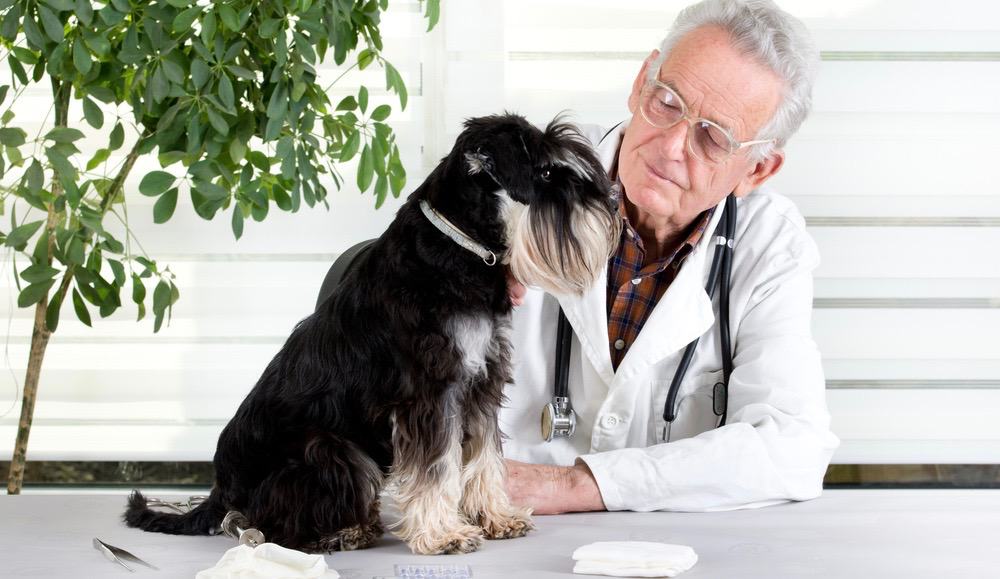 Schnauzer Vet Ear Cropping