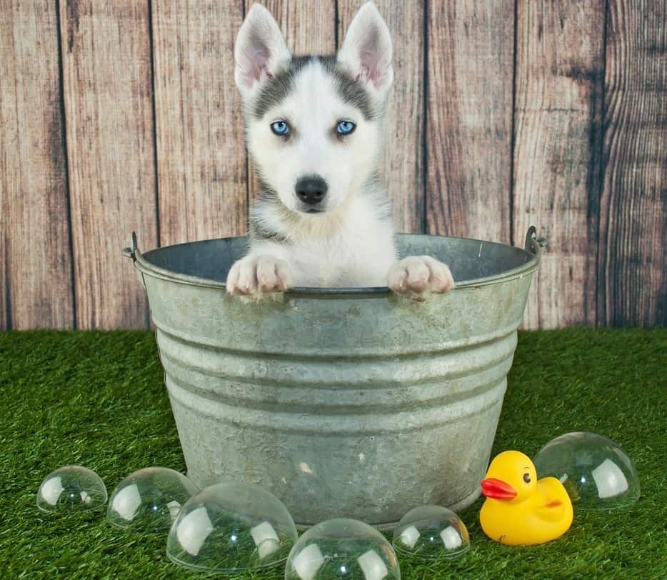 Siberian Husky Bathing