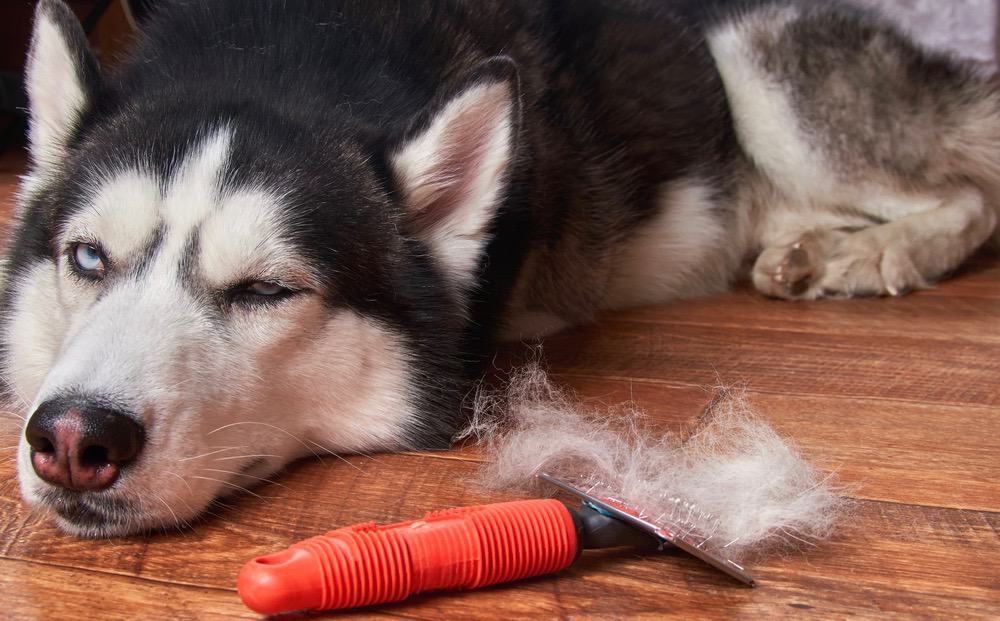 when do huskies shed their coat