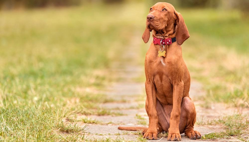 at what age is a vizsla fully grown