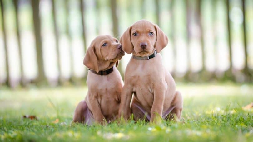 vizsla-growth-chart-weight-chart-when-do-vizslas-stop-growing