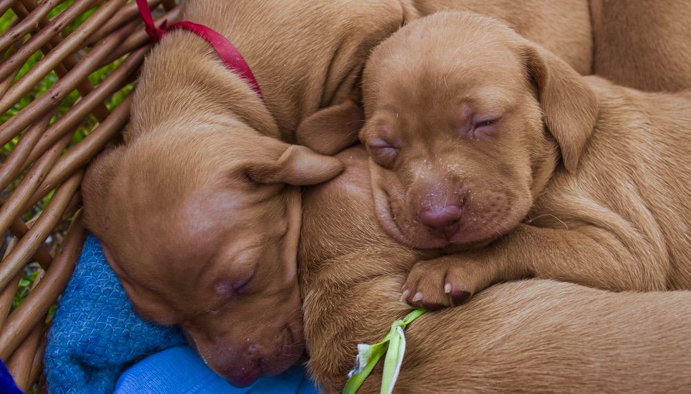 vizsla-growth-chart-weight-chart-when-do-vizslas-stop-growing