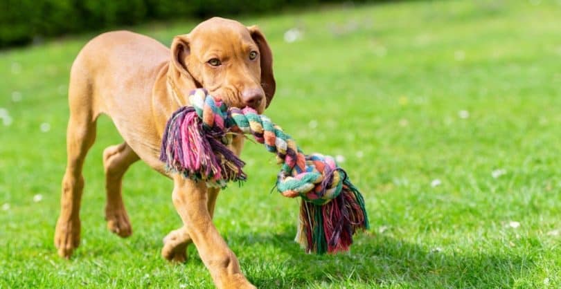 vizsla-growth-chart-weight-chart-when-do-vizslas-stop-growing