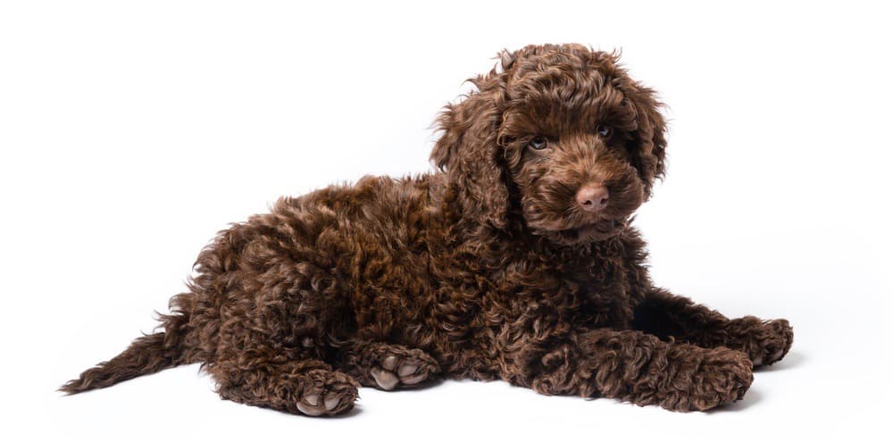 Puppy Growth Charts and Calculators – How Big Will My Puppy Get?- Mini  Aussiedoodles and Australian Labradoodle Puppies