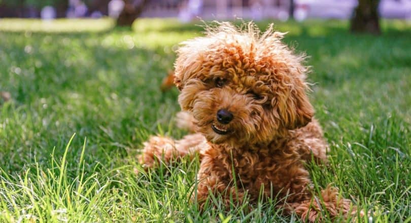 maltipoo-growth-chart-maltipoo-weight-size-chart