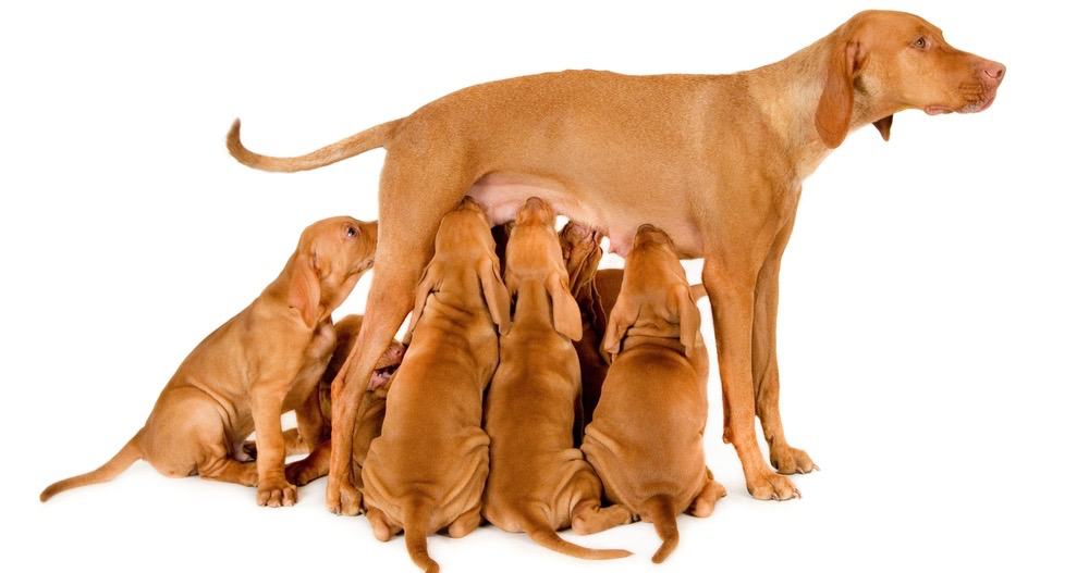 at what age is a vizsla fully grown