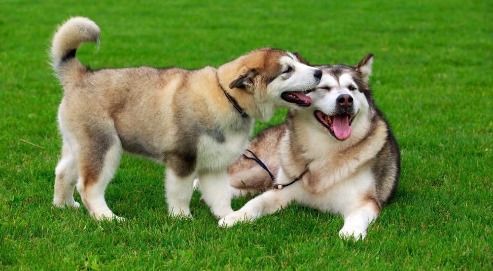 how much do alaskan malamute puppies weigh