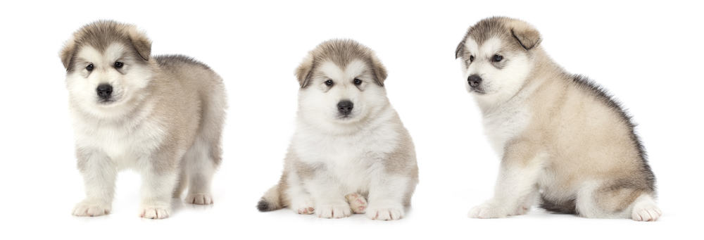 how to feed a underweight alaskan malamute puppy