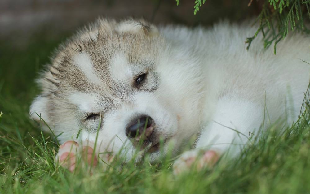 how much do alaskan malamute puppies weigh