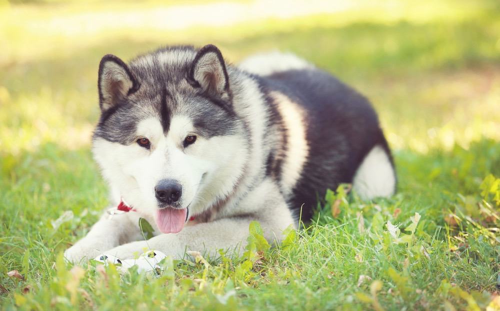 how much do alaskan malamute puppies weigh