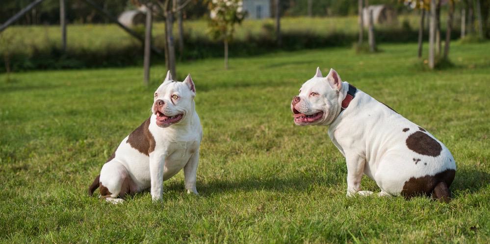 American Bullies Gewichtsdiagramm