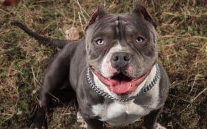 American Bully Weight Chart Growth & Size Chart