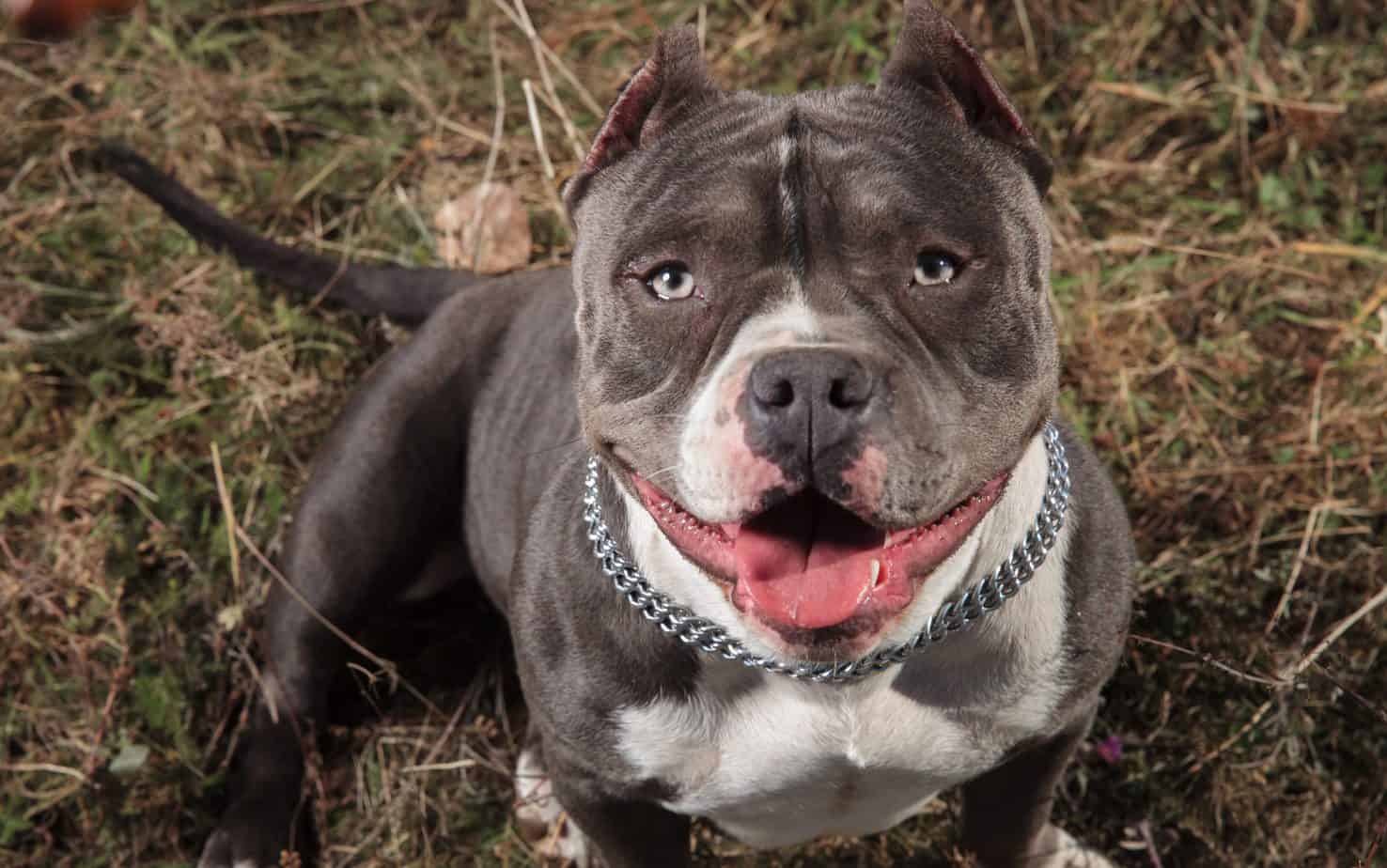  American Bully Sviluppo