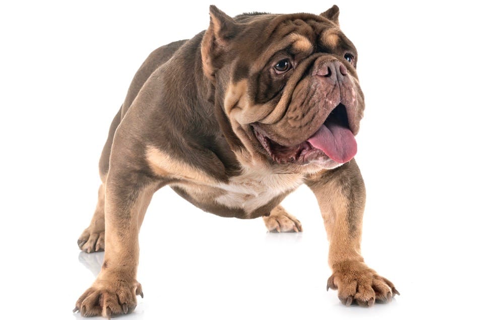 American Bully Health Problems