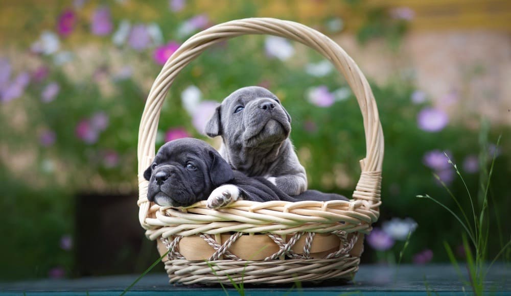  Tableau de poids du chiot Intimidateur américain