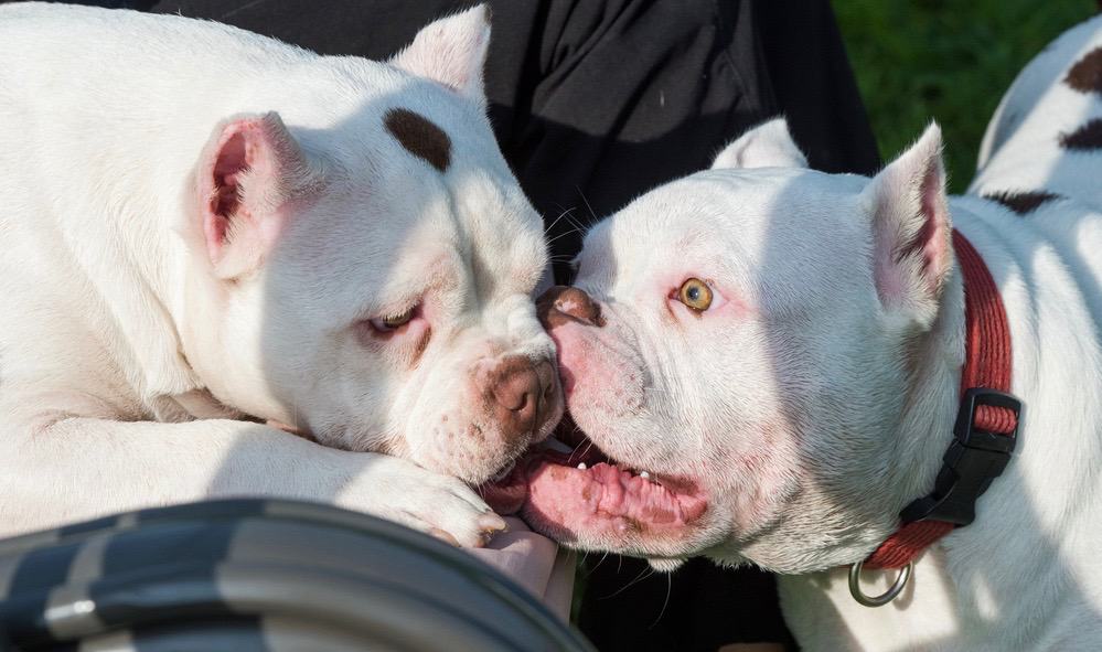 American Bully Sizes