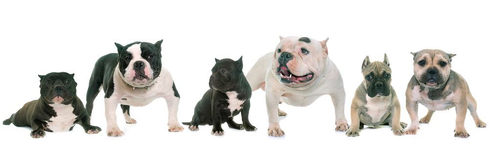 American Bully Gewichtsdiagramm