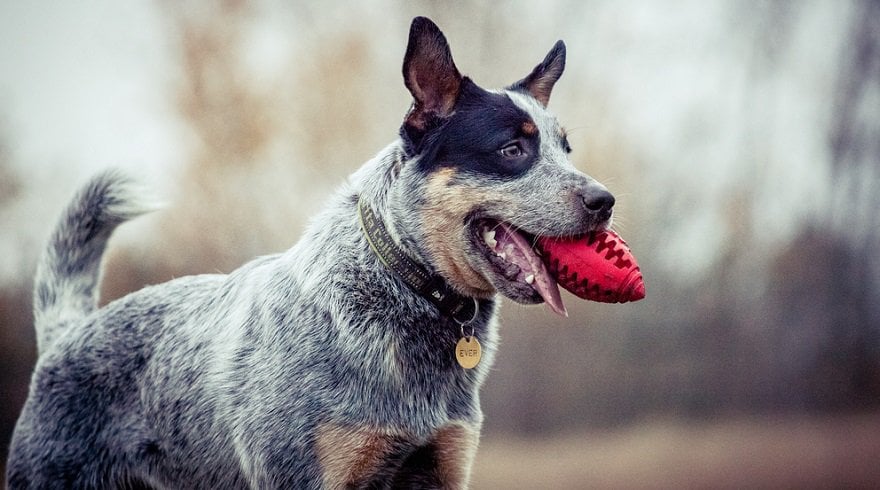 what age do cattle dog puppies ears stand