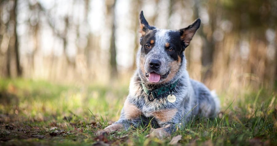 Australian Cattle Dog Growth Stages