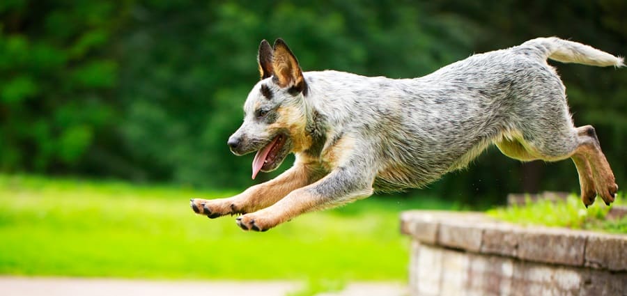 Australian Cattle Dog Puppy