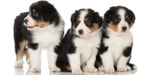 How Much To Feed Bernese Mountain Dog Puppy | Feeding Chart