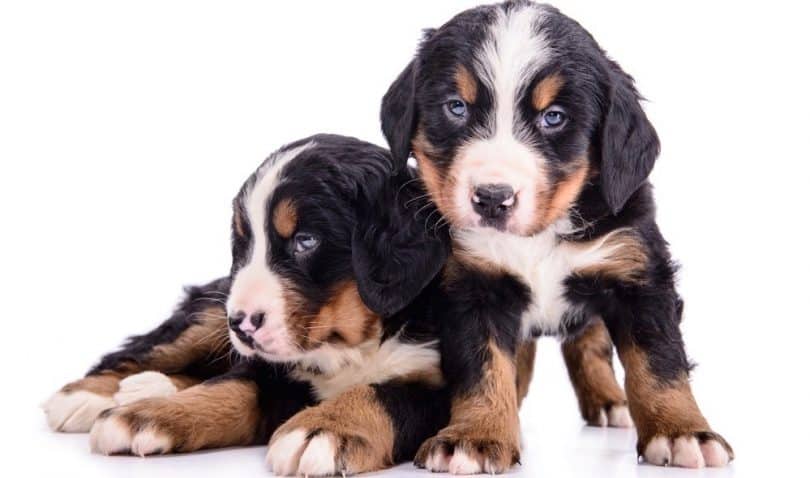 How Much To Feed Bernese Mountain Dog Puppy | Feeding Chart