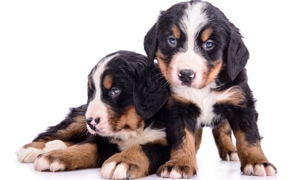 Bernese Mountain Dog Exercise