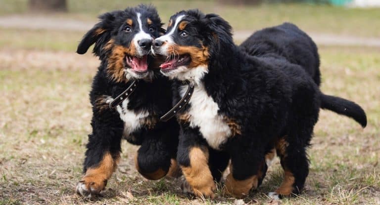 How Much To Feed A Bernese Mountain Dog Puppy? 4 Week – 6 Week – 8 Week Old