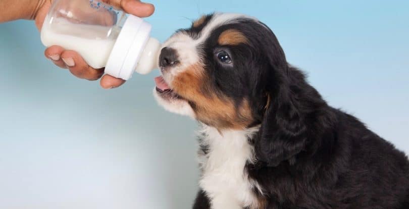 How Much To Feed Bernese Mountain Dog Puppy | Feeding Chart