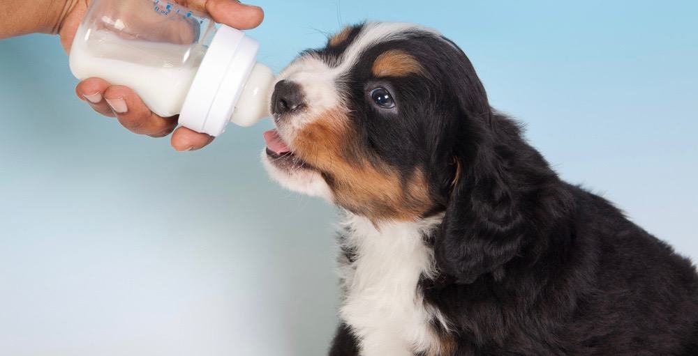 Bernese Mountain Dog Food