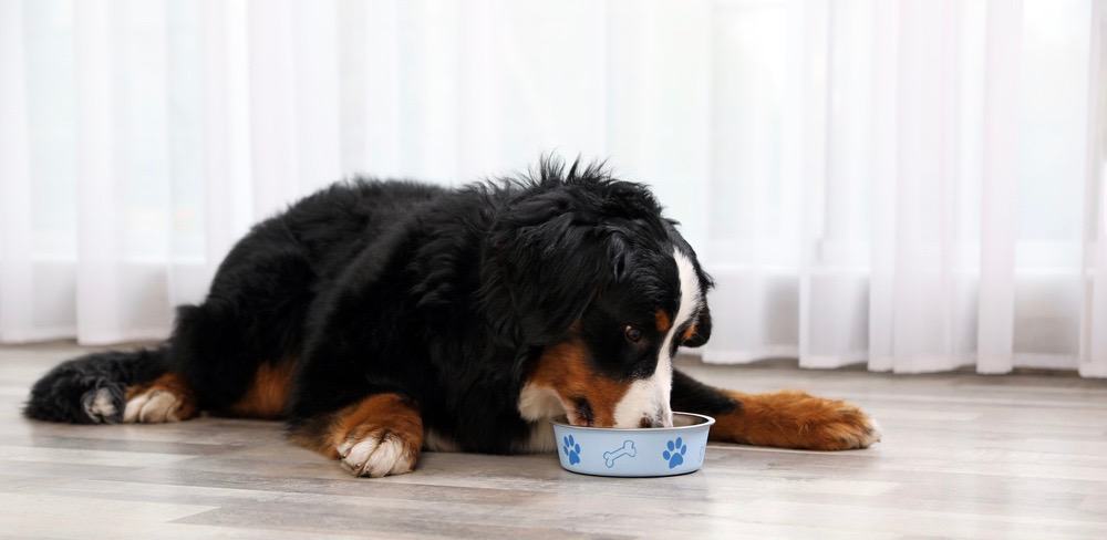 Best Dog Food For Bernese