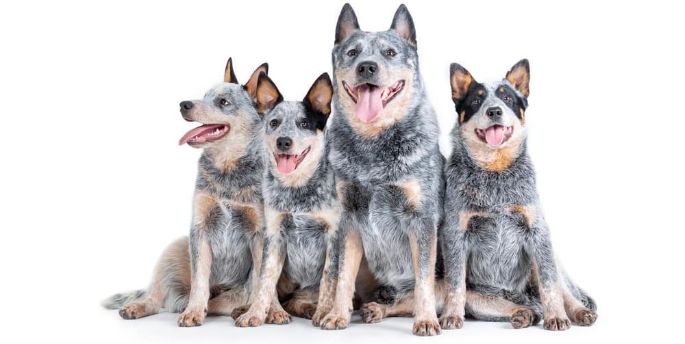 how much do i feed a blue heeler puppy