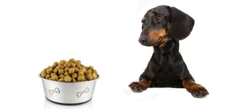 How Much To Feed A Dachshund Puppy 4 Week 6 Week 8 Week
