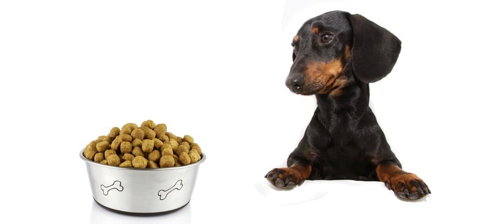 Best Dog Food For Dachshund Puppy