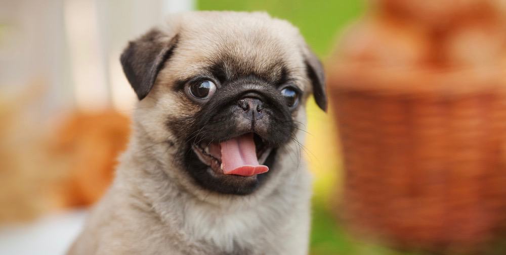 Whats The Best Food To Feed A Pug Puppy