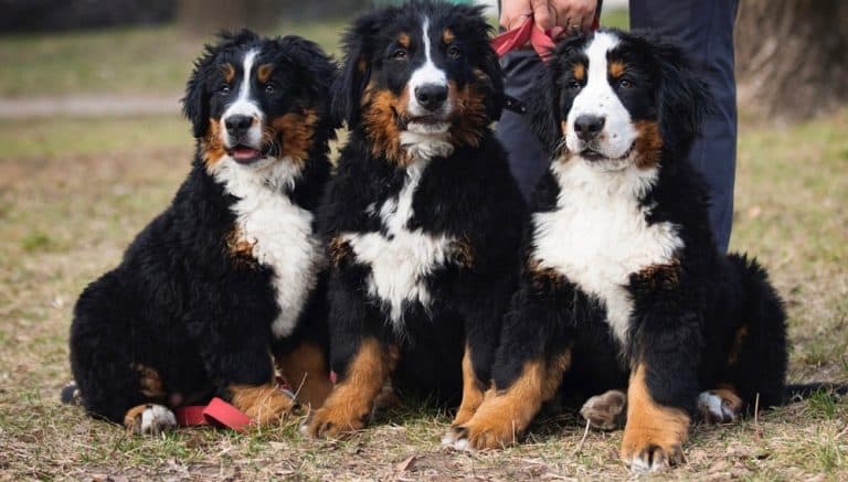 How Much To Feed Bernese Mountain Dog Puppy Feeding Chart
