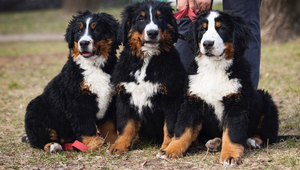 How Much To Feed Bernese Mountain Dog Puppy | Feeding Chart