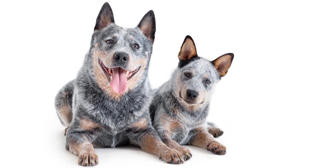 how much do i feed a blue heeler puppy