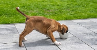 Best Food For Boxer Puppy