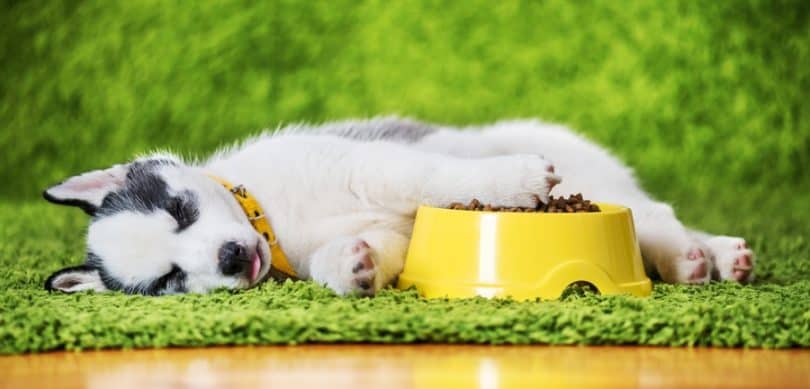 Best Food For Husky Puppy 2021 Puppy Food For Huskies Best Food For Husky Puppy 2021 Puppy Food For Huskies