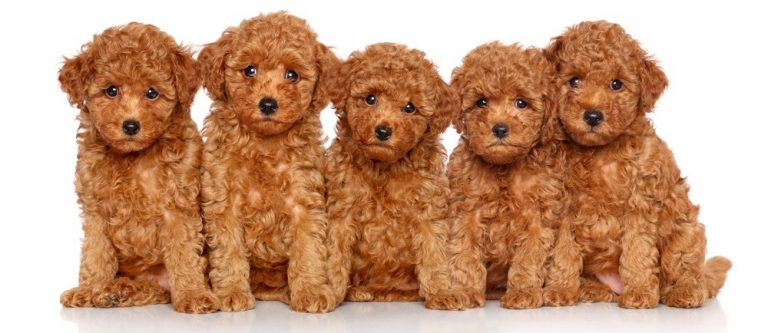 how-much-to-feed-a-poodle-puppy-4-week-6-week-8-week