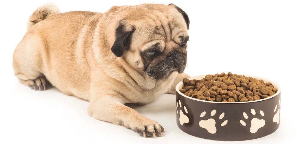 Best Food For Pug