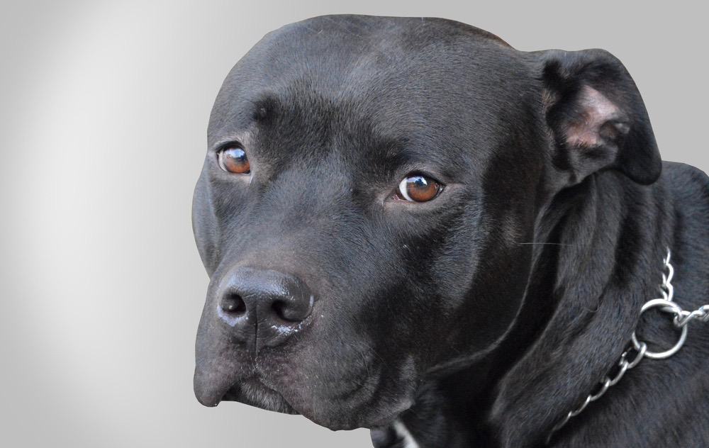 Black Pitbull