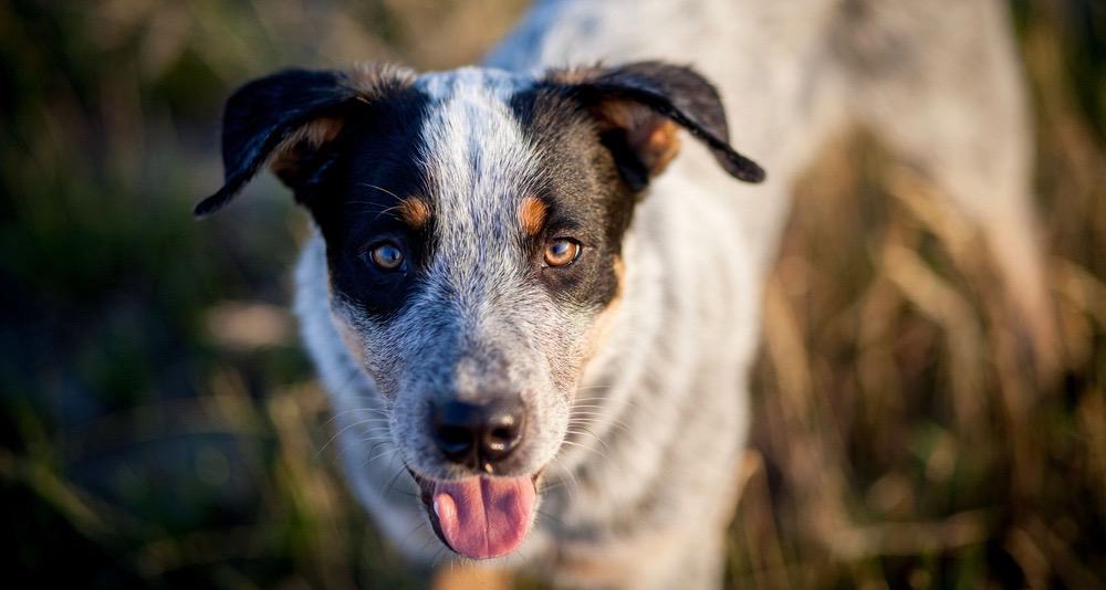 Blue Heeler Feeding